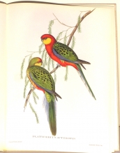 Exotische Vogel 09/24